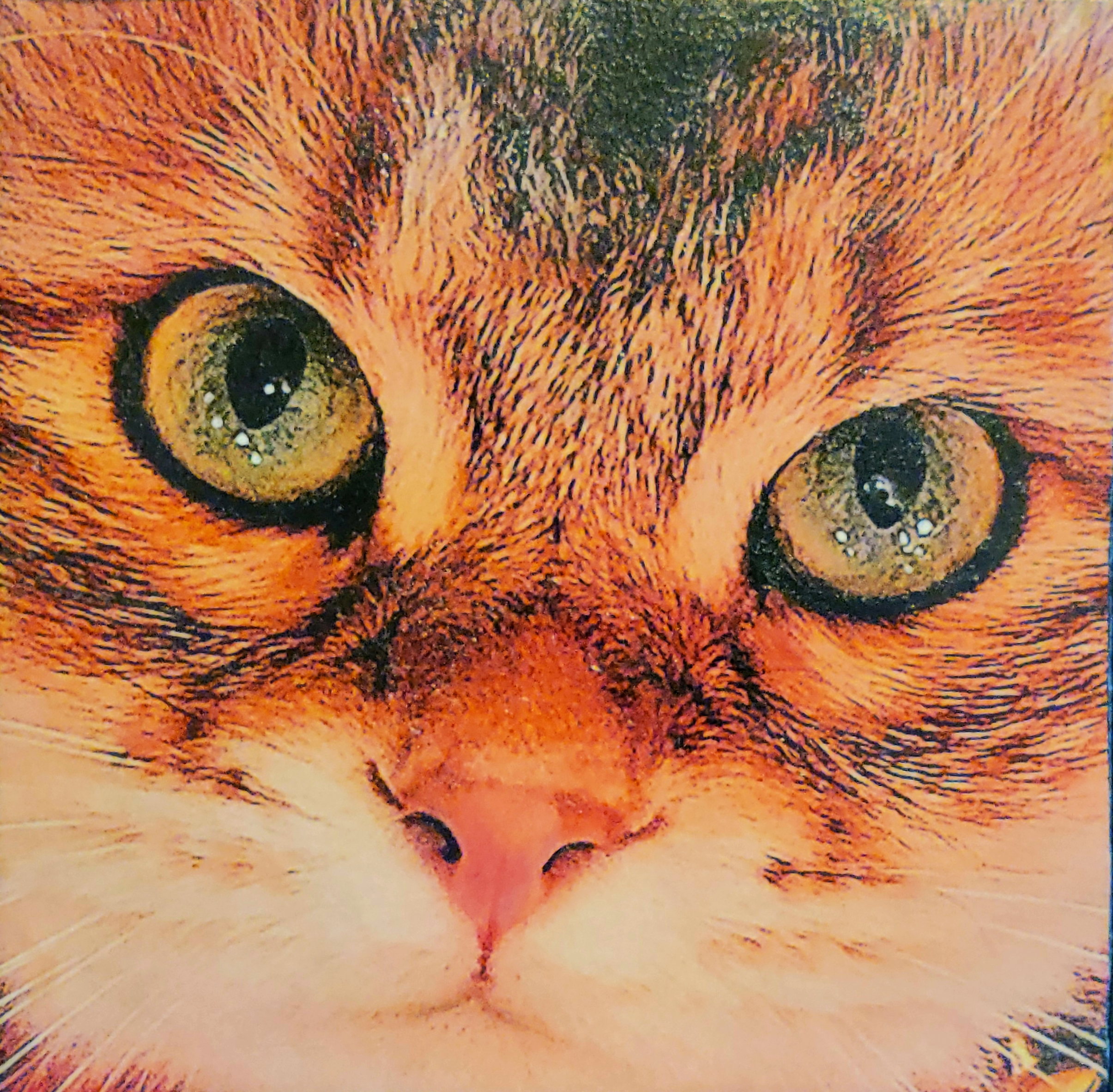 A close up of the face of a cat