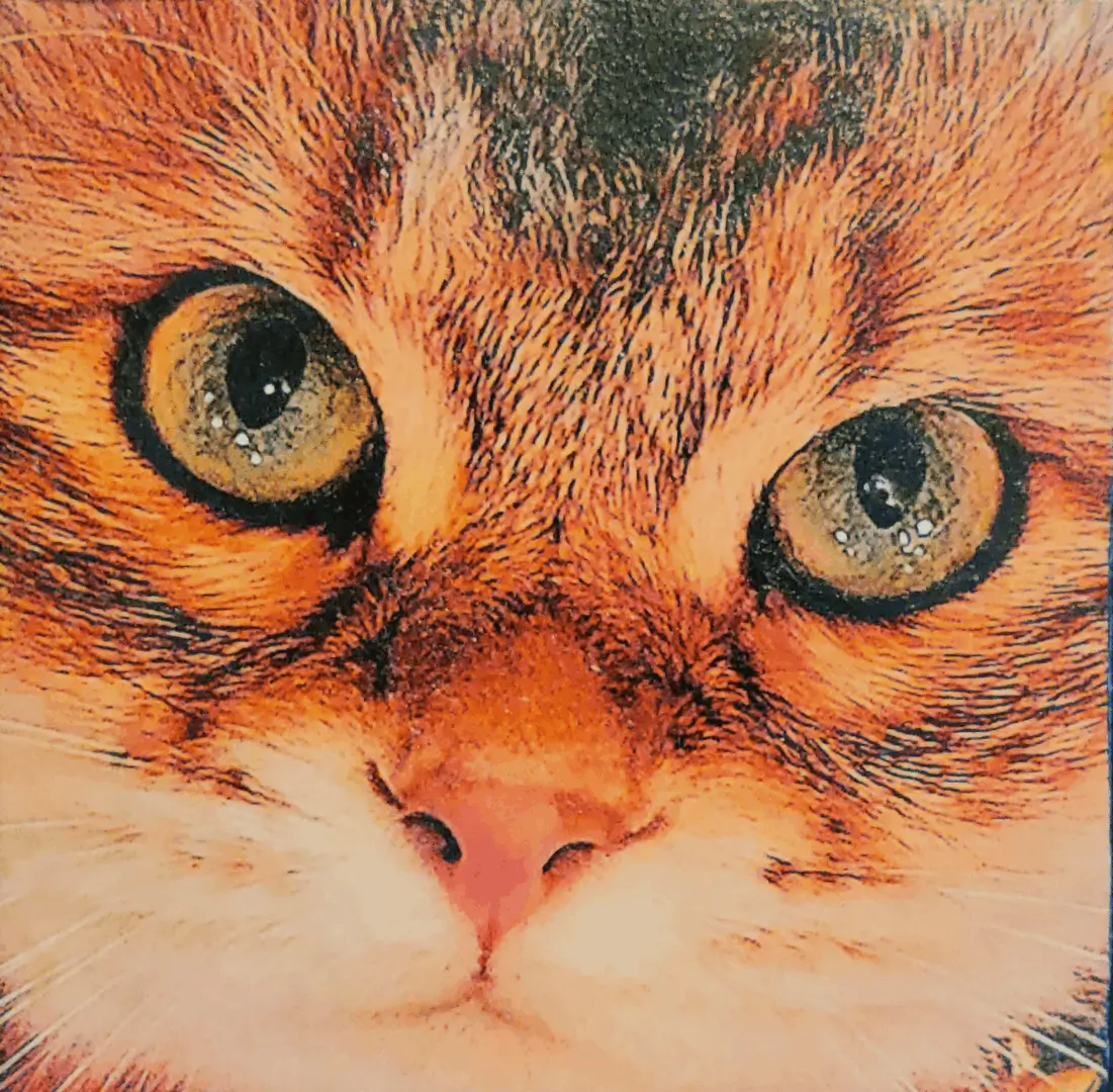 A close up of the face of a cat..